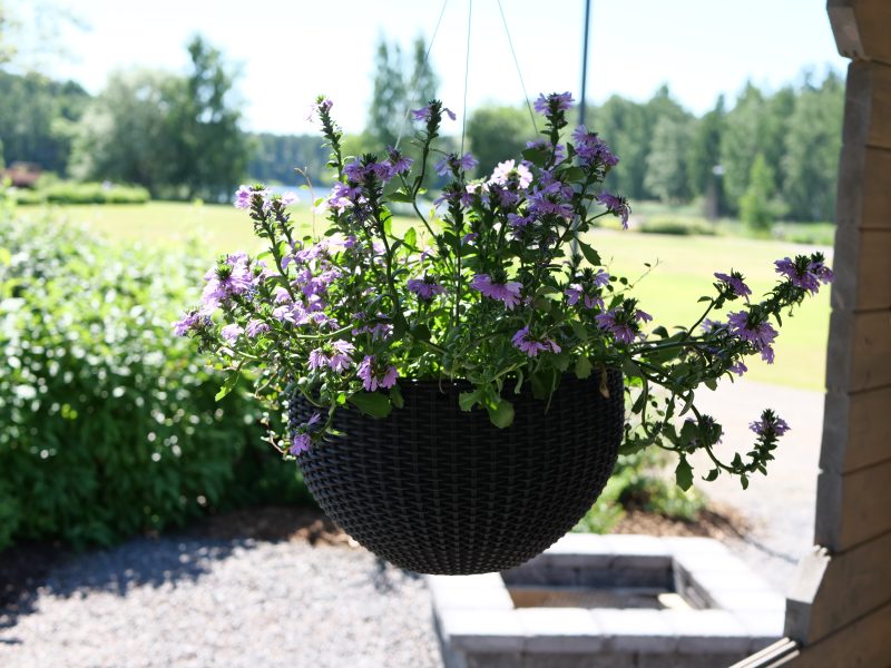 Pieniä violetteja kukkia roikkuu mustassa kukka-amppelissa.